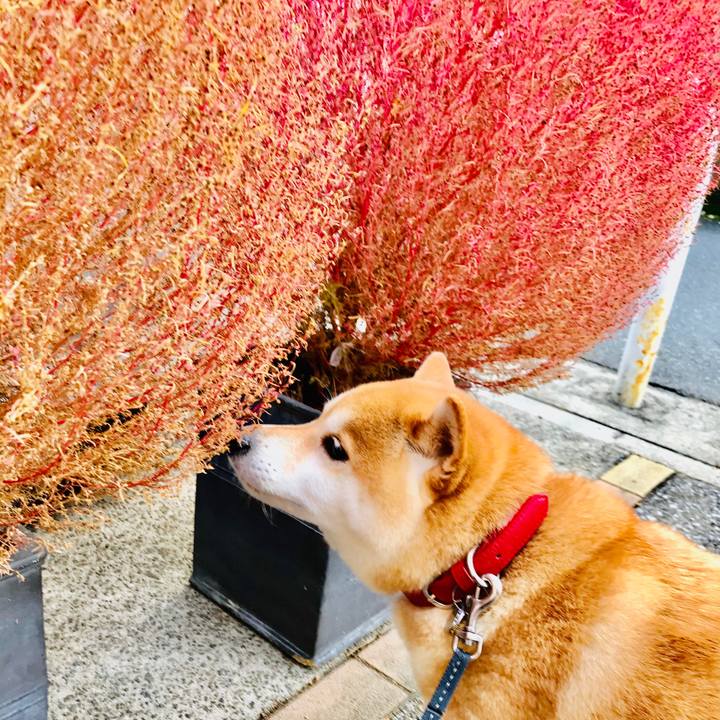 A3bf57b3 1773 4e7c 9944 6b5bcfcc5980 1572612494946