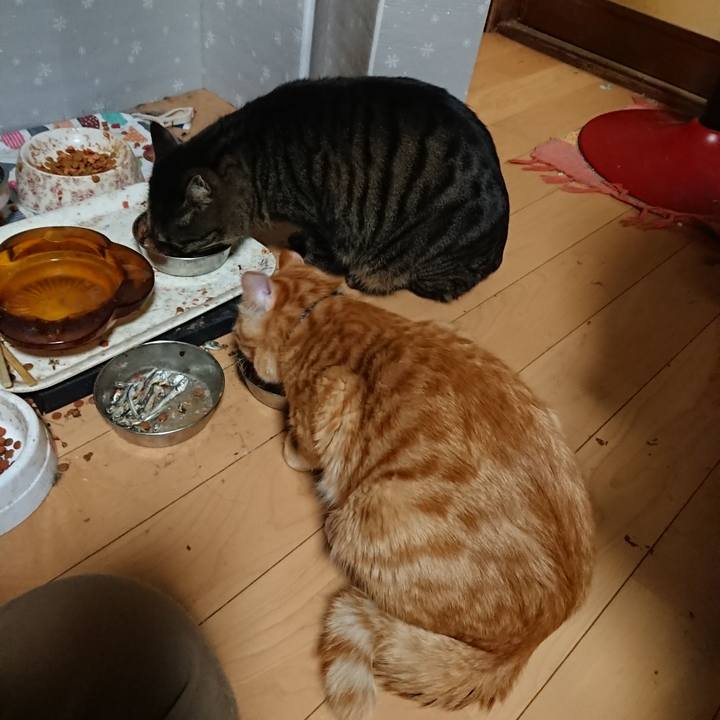 A3c0be03 c259 44a7 b4ed f3ee1e007fb1 1643620519952