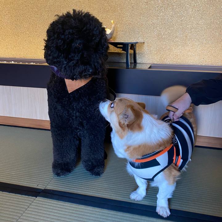 A3c12ed4 270a 473b 9e9a d8312a8dab47 1731803291936