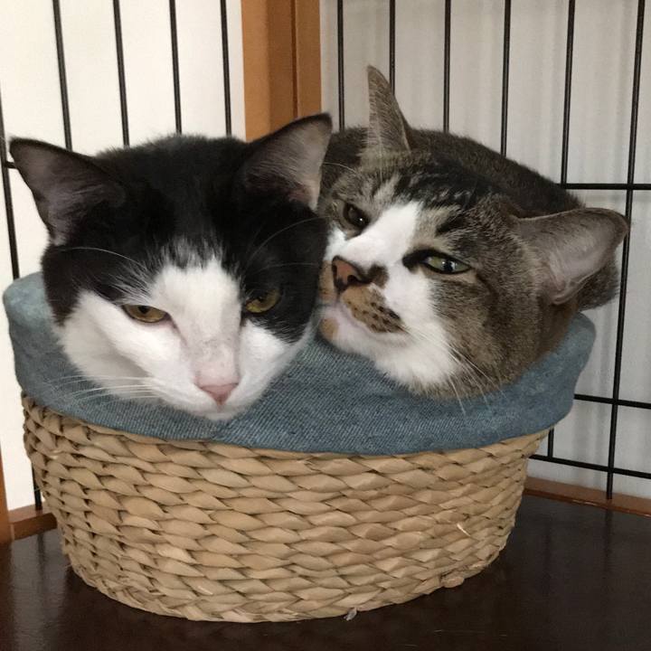 A3c134c1 4aa5 43fa a85b f3519adb21d3 1531892982374