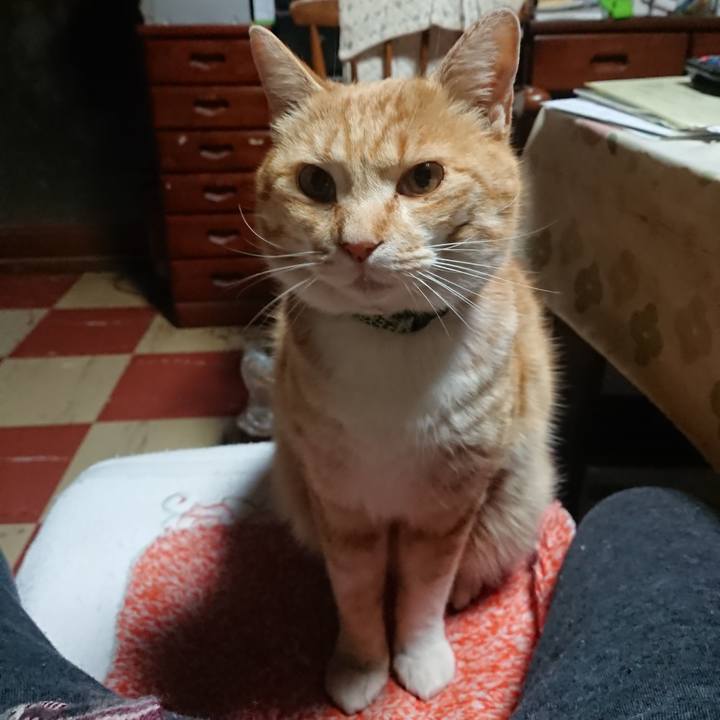 A3c265f6 6cc1 4822 bafd 8e980dc9ede4 1585944362345