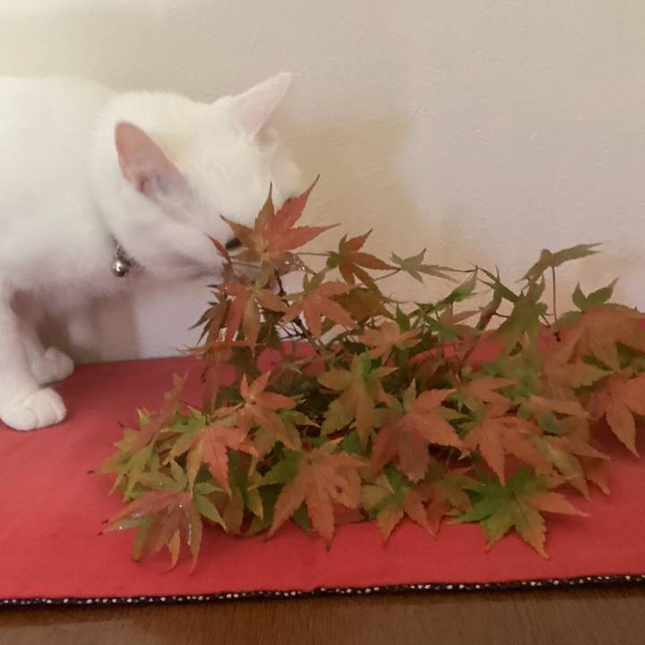 A3c3a690 4937 48f4 8f93 8a9703eac37a 1666233991473