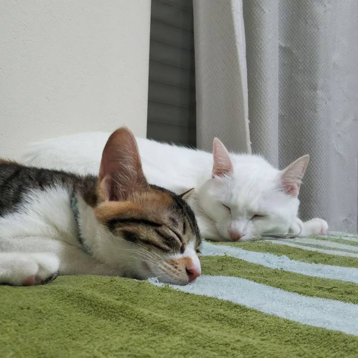 A3c41541 c9fa 4227 aa5c 4dc415a5c5eb 1645436438295