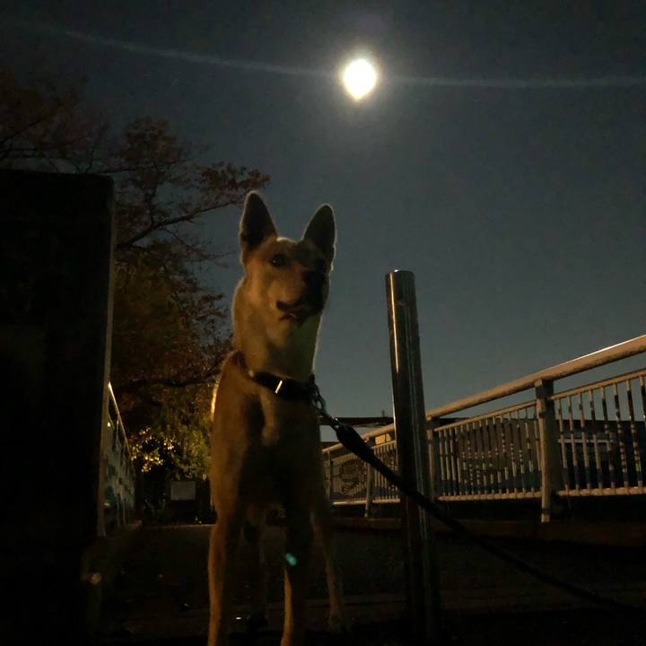 A3caec27 555c 4dd5 a586 5d16b590008e 1542884907331