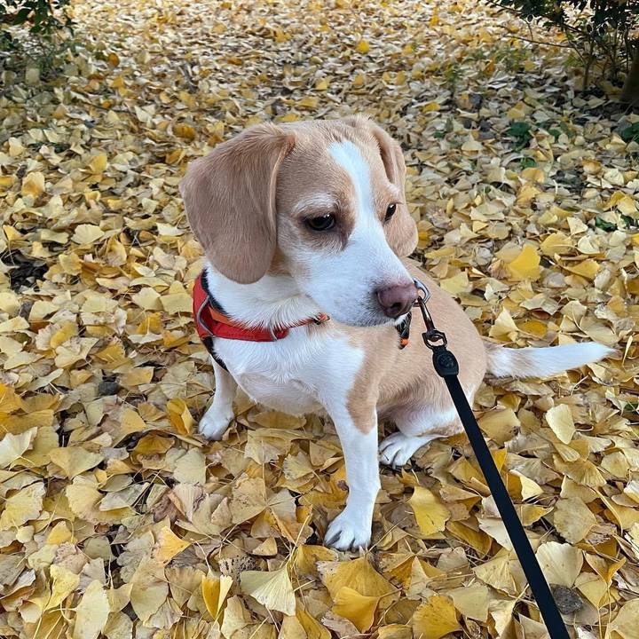 A3cc415f 9032 47aa 8737 fb938a2732b9 1636945253696