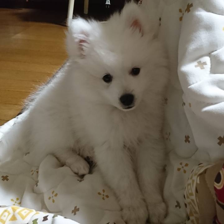 A3d252c2 72e5 4c7f 9bc9 ab52fc997092 1546575198471