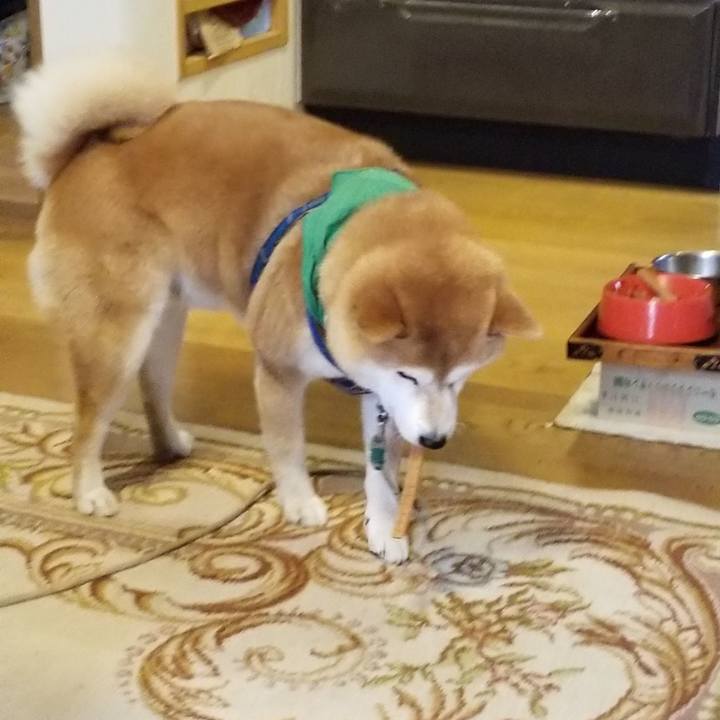 A3d2c7bc 768f 4f7e 9835 29fc41d27bc3 1553299838894