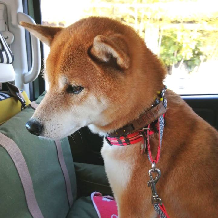 A3d9ae38 be8b 4295 871e d53b39f1c78a 1644980306920