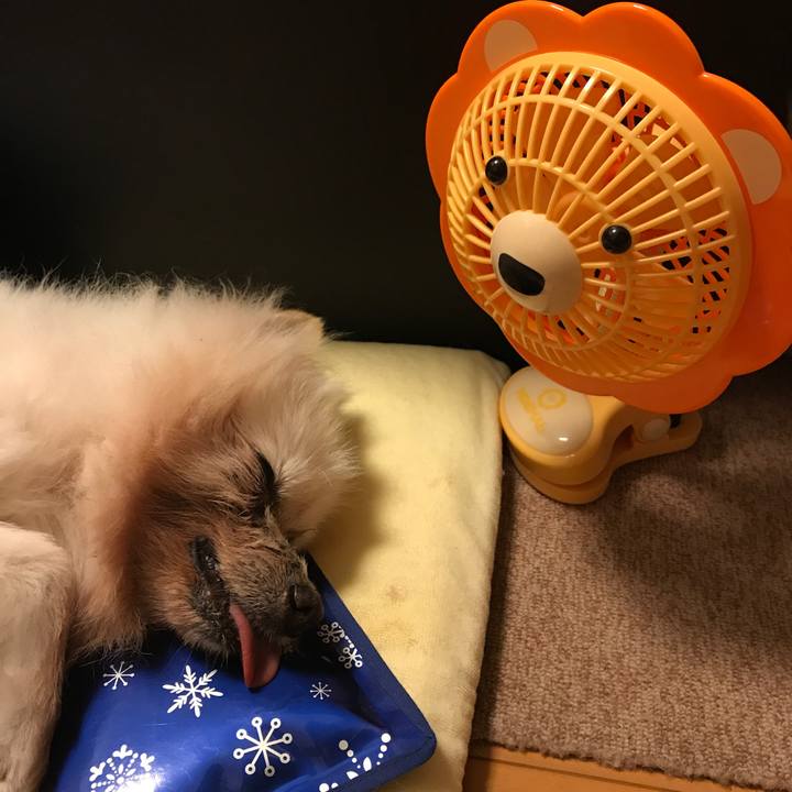 A3dbfa1c c547 40d9 8754 92c66fa6f04c 1532881803662