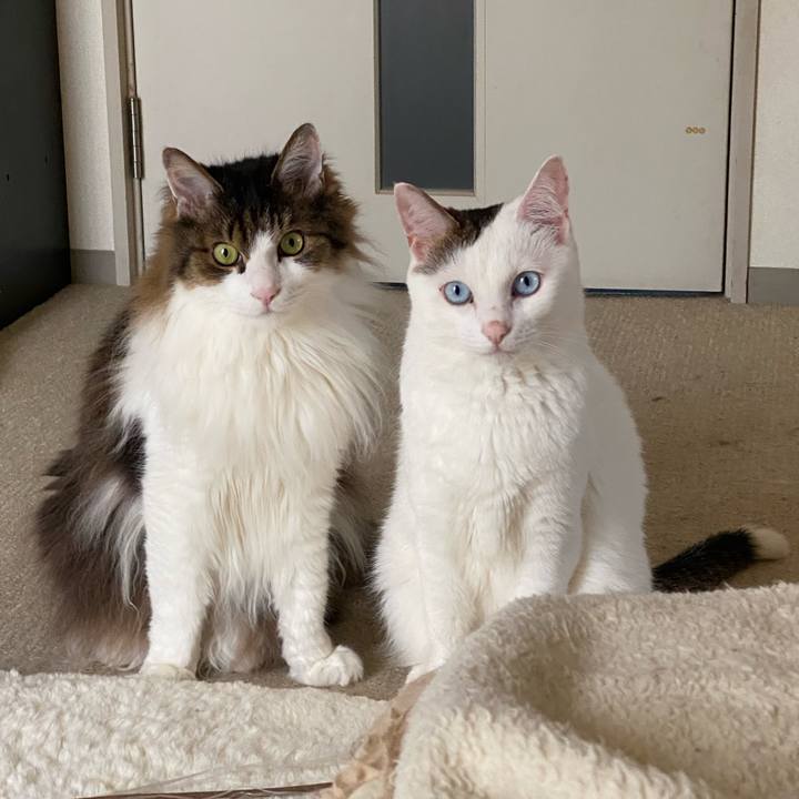 A3dd8608 43ef 4402 92ce ee4f2c9679ee 1690415600832