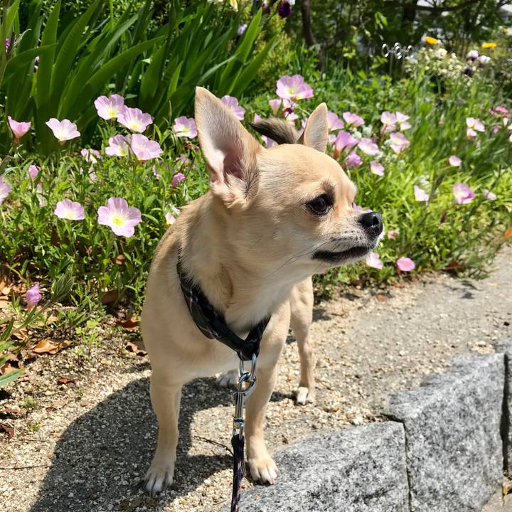 A3e0722f fe99 42d0 a45d ae896d4bbf2c 1557271022453