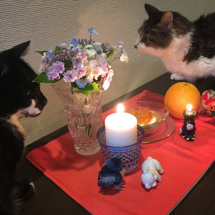 A3e0c93f d586 44b0 9b60 f00934261c04 1528376982026