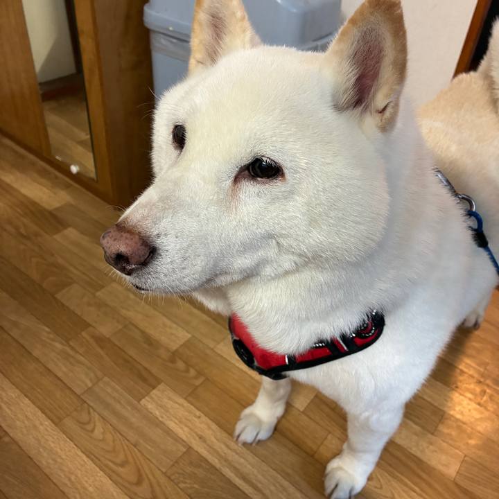 A3e20677 d933 494f 81f1 76212f2a65c0 1762553786654