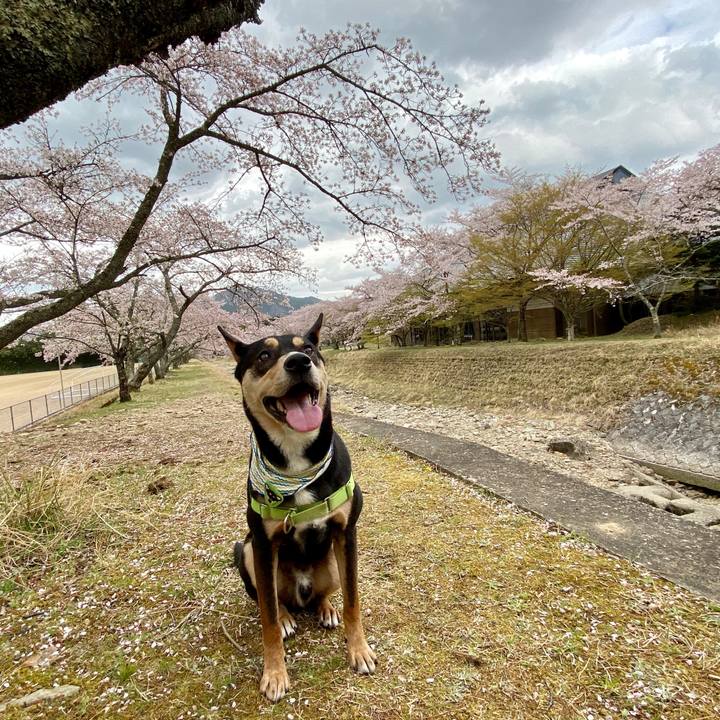 A3e4f3ce 0459 467b 9654 47d4793fe8fc 1617454465984