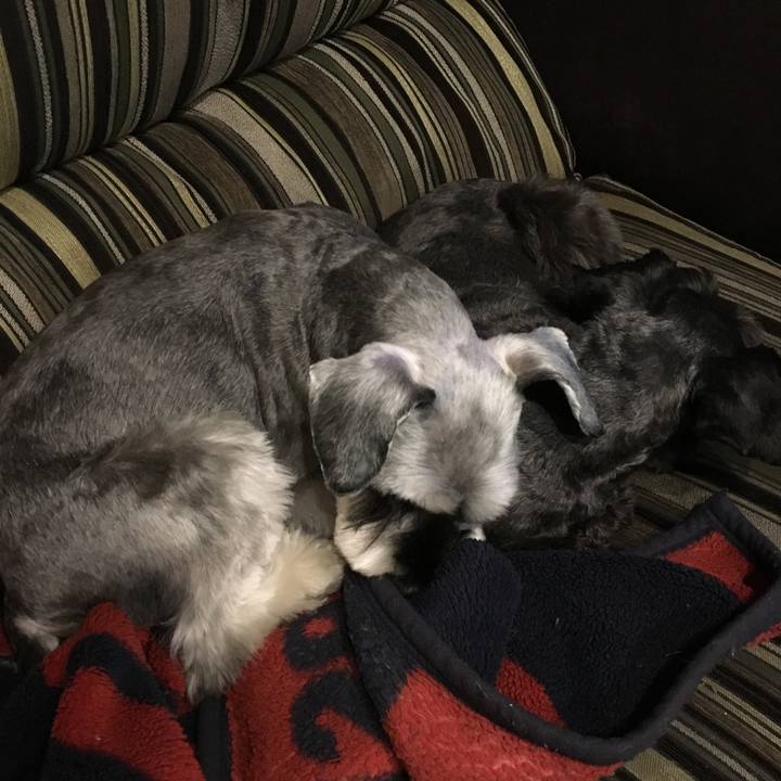 A3e55c4f 0bfd 4a77 883c 788d02ae036c 1512291047107