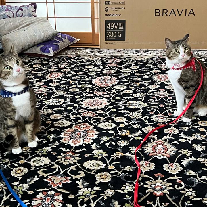 A3e66fb8 f3c1 412a 8782 c6aba8cf2e1f 1712390741156