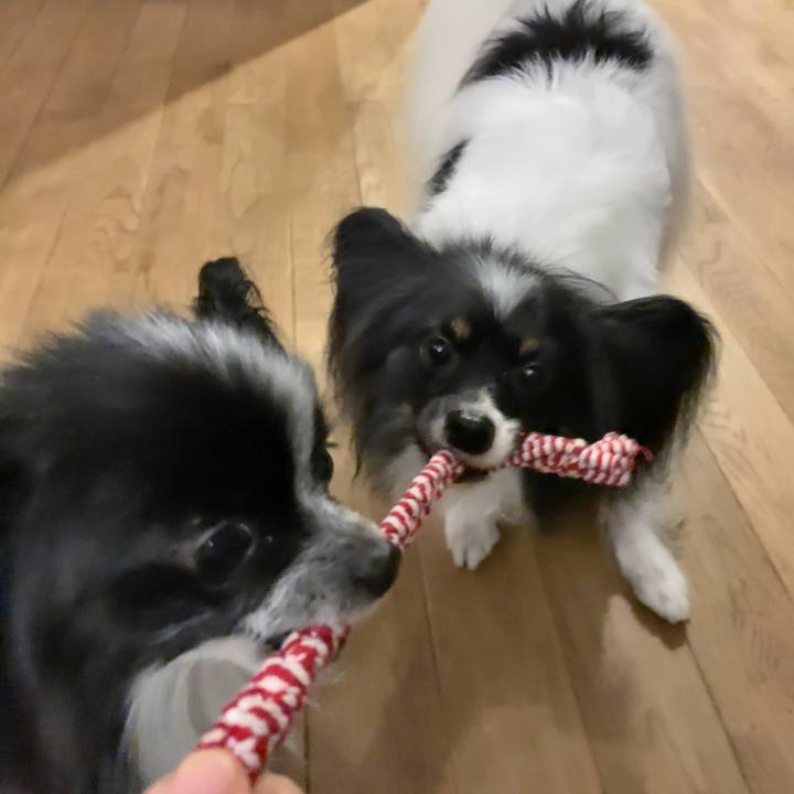 A3e66fce 0f75 4bbd a8fc 71e7c8a3c1ca 1544010185467