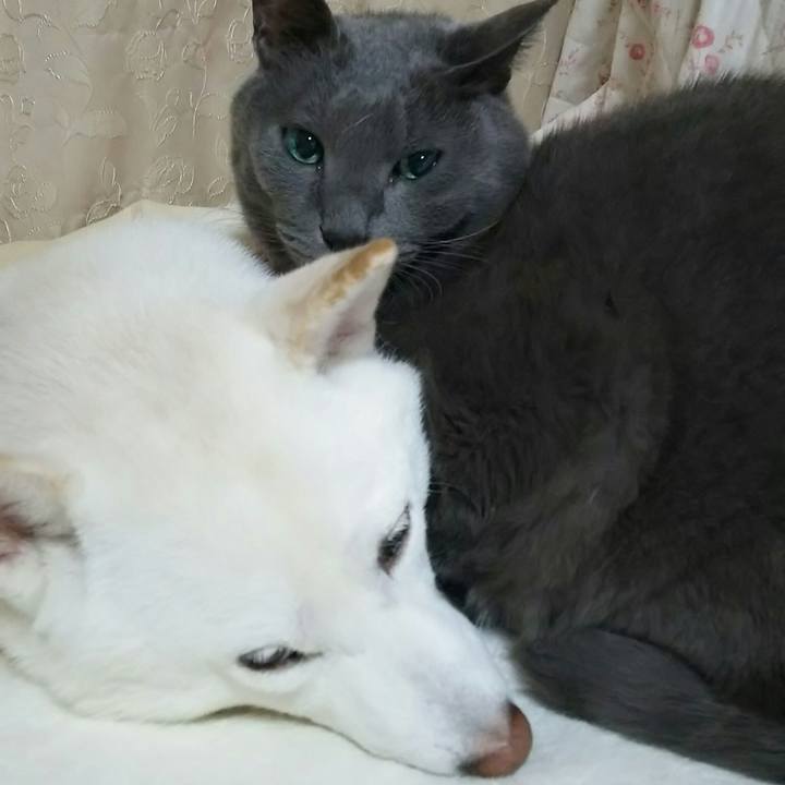 A3e87a0d cb01 40f4 b2fc 5217fe13badc 1541425737463