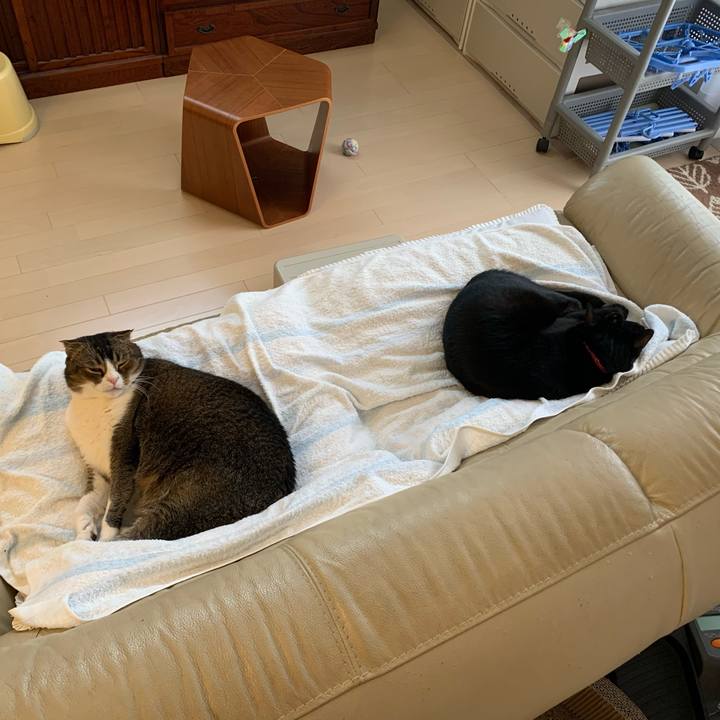 A3ebddf8 c92c 4bc1 8bc5 a12a68783f43 1588438155335