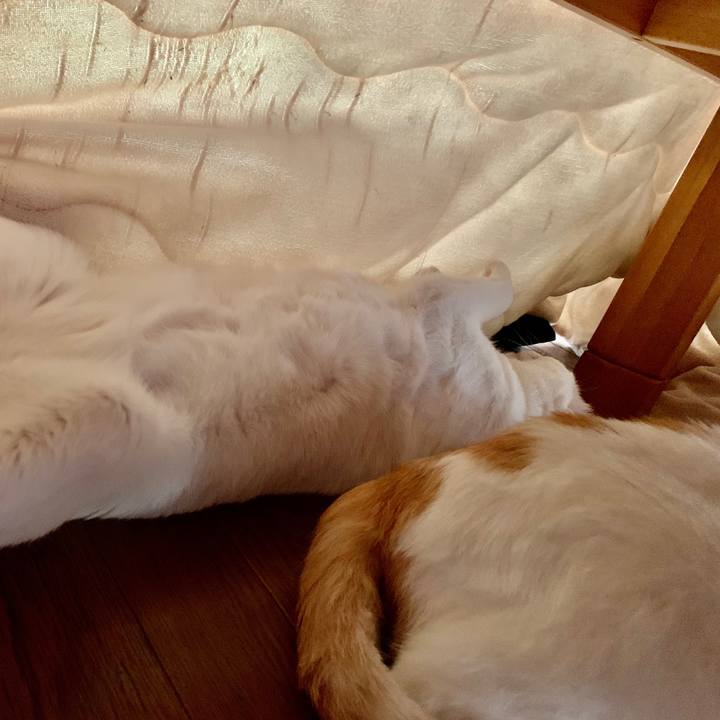 A3ed5297 2e9e 4fed 84a4 91f9d18ac6b4 1587795839110