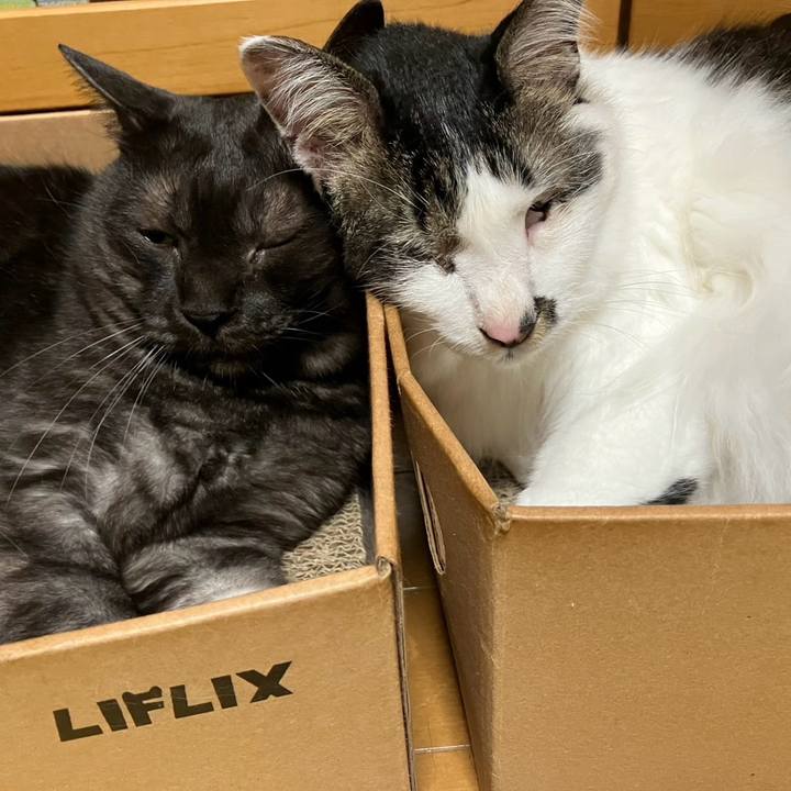 A3ef9cff ed2c 471f 8677 83f3589f3238 1747267947889