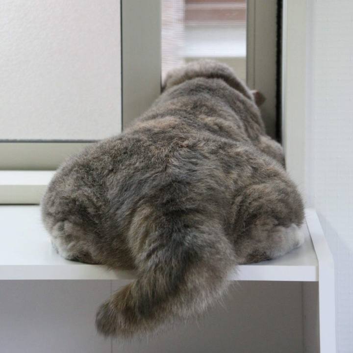 A3f20236 6915 404b a224 08e124b46680 1532932828338