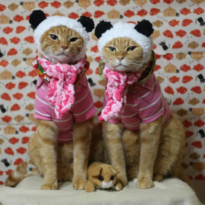 A3f39bb7 416c 4684 821d 4e9bdc2402b7 1514447190555