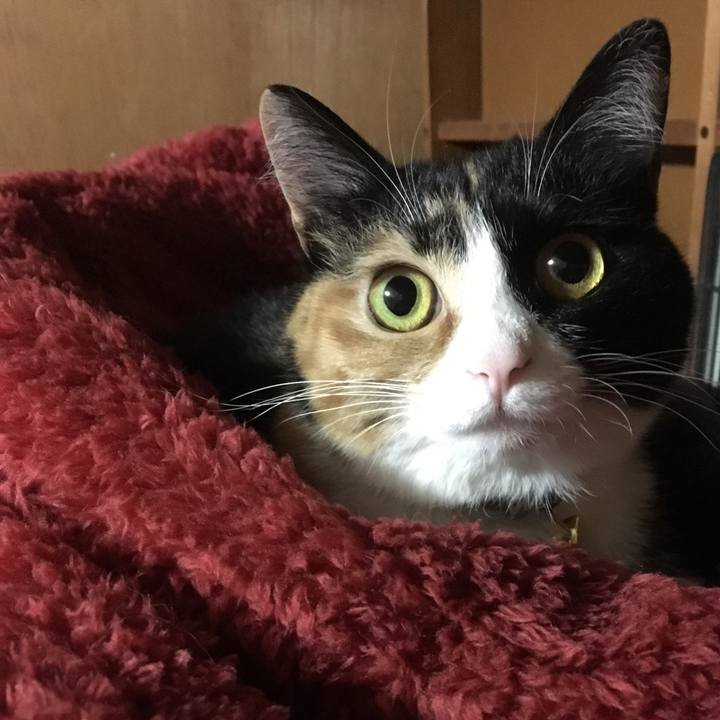 A3f66634 4711 464d 9db5 557547097c26 1509278211318