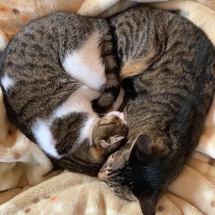 A3f8929f a92c 420f 8c4c f71759069ca8 1543714046637