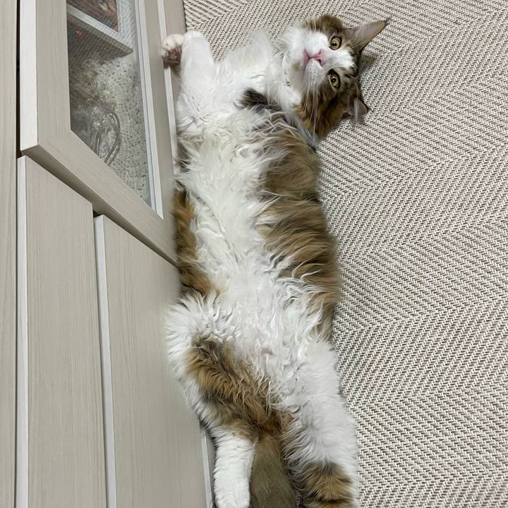 A3f9de23 9bd7 40ac a404 0769488a7b77 1649930638318