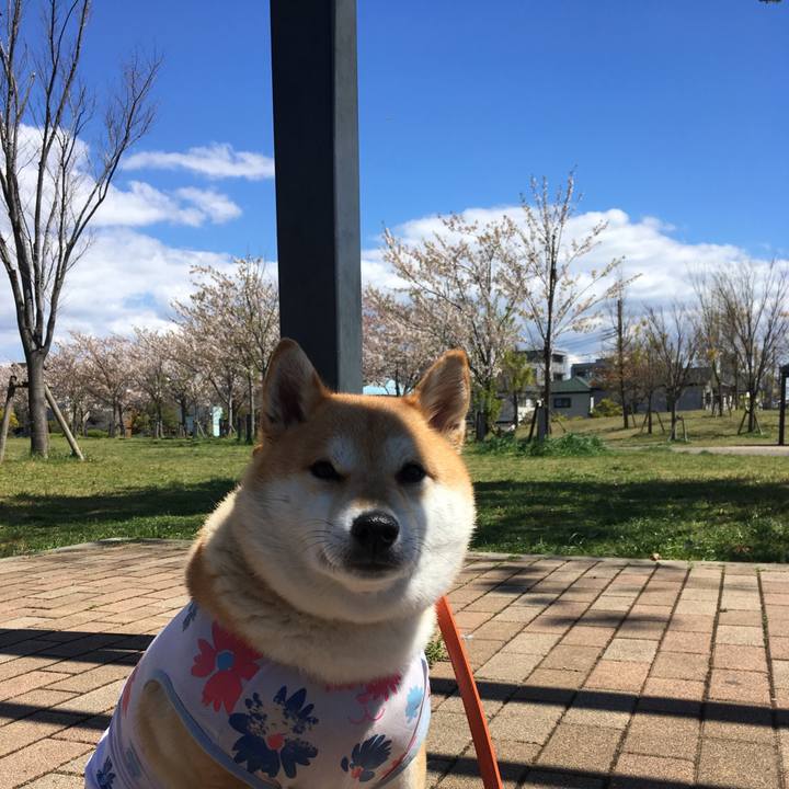 A3fa619d 2bfb 4ced bb01 bb29216e8923 1554953324011