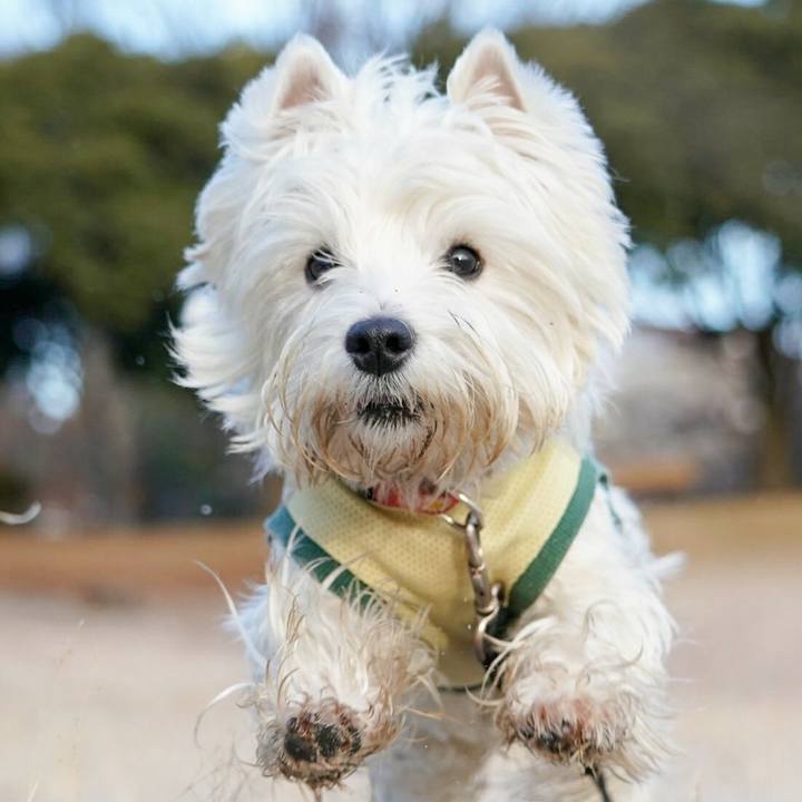 A3faed1e 2a1d 47c0 9061 ad0a97500ac3 1513926348373