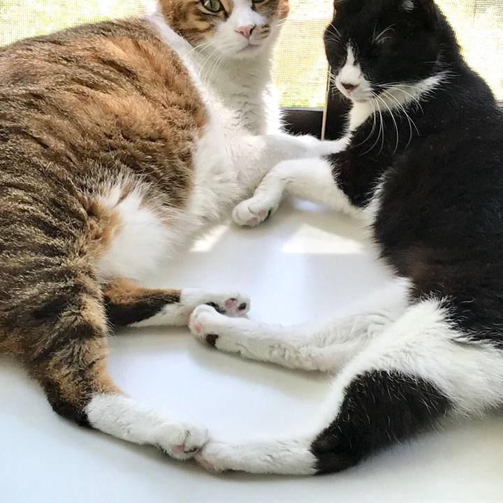 A3fc674e 2143 4a39 96b6 37de46c88f53 1557040172688