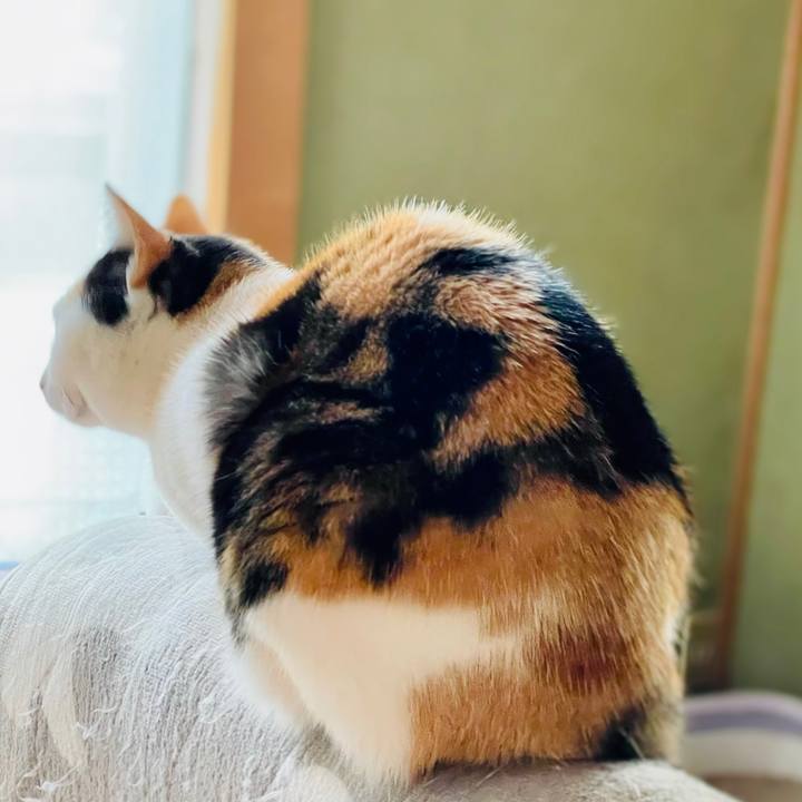 A3fe2dca 38a3 4262 b36b a434e7496f76 1609725229758