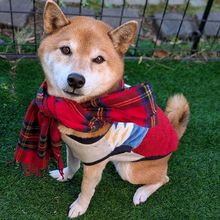 A3fe9f8e fcc8 460b b04c a2b45423342a 1734261690430