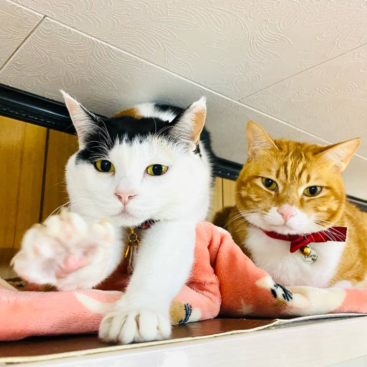 A4051636 bb03 4ae7 bd9e 5449502390d2 1707629388143