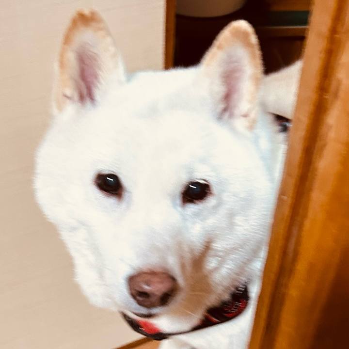 A406aee4 40b9 4166 83a9 ee362e1f92ce 1767420102851