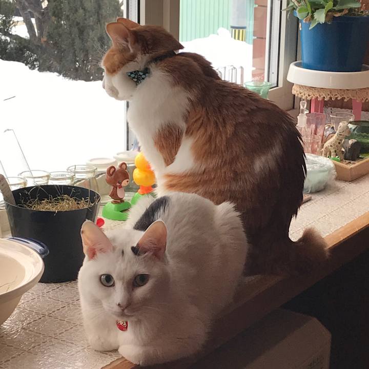 A4071f3b 14a3 49ff b322 1ab2240bcd43 1518558491113