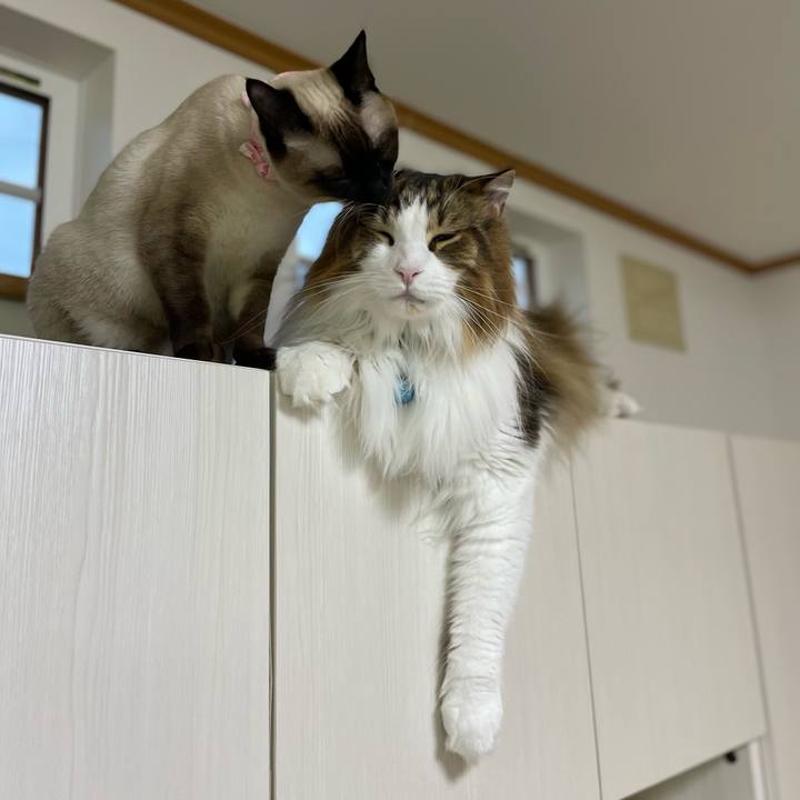 A4081476 a197 4c46 9a94 c504102e6cc8 1715284383491