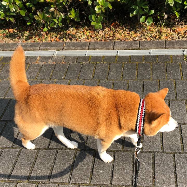 A408a6f0 6250 4568 9358 3020c888d772 1548223325767