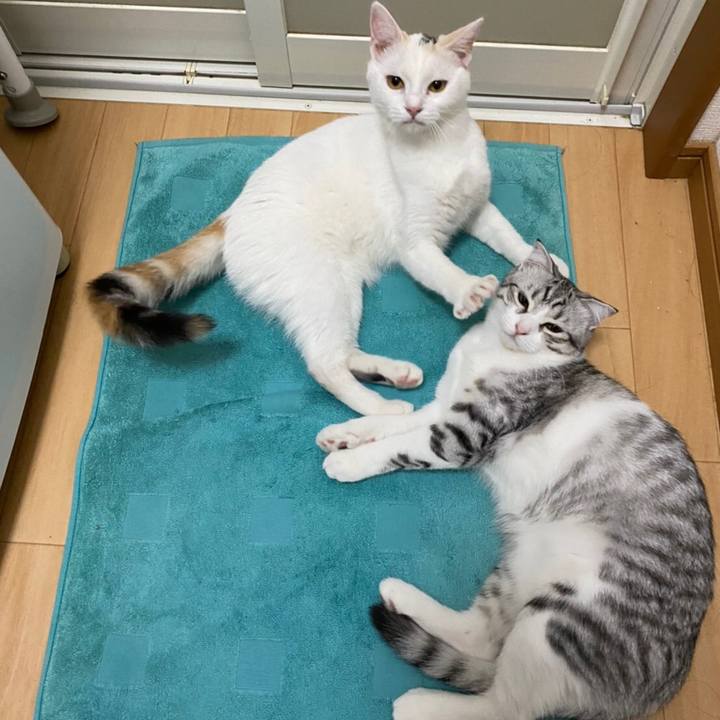 A4097a01 0e98 4163 9a3c 934bc961c2ee 1602763768950