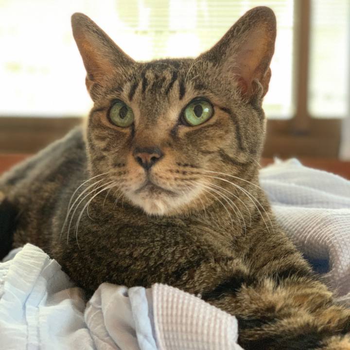 A409e3cc 418a 4d1c a76a 1a6b40af2a95 1590713851037