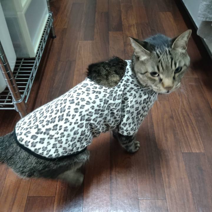 A40a4e34 abd0 4686 985e 65fbc8226128 1733741043429