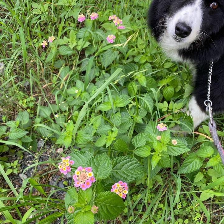 A40bbd89 5474 4fe9 a085 85096931d951 1595465556623