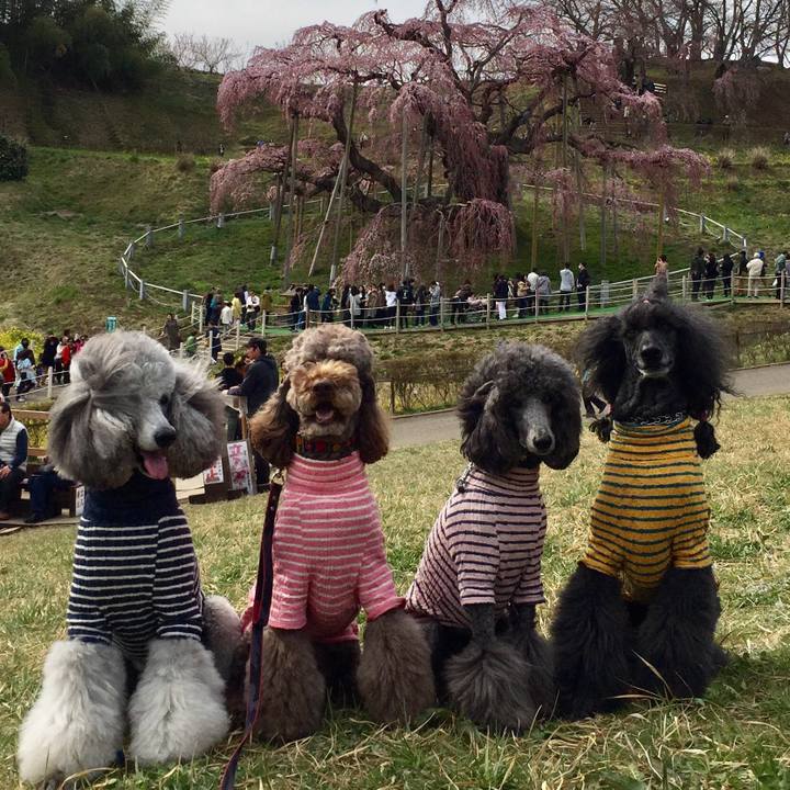 A410932f e0bf 4bfe abb1 a2c718118e01 1555594242515