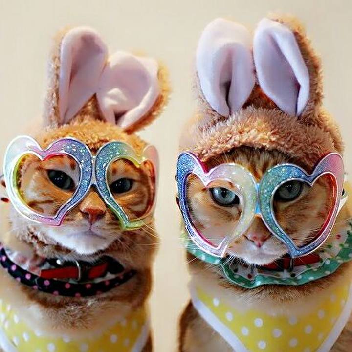 A4130145 f5b5 48a3 ad28 259d96c1528f 1513133282309