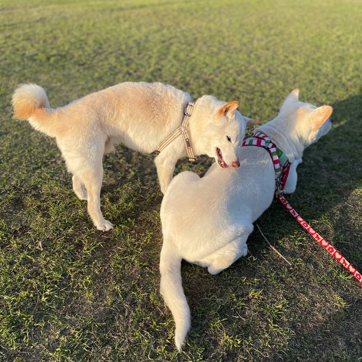 A4141611 c474 4023 8a47 a15a5ffc56ca 1648393520258