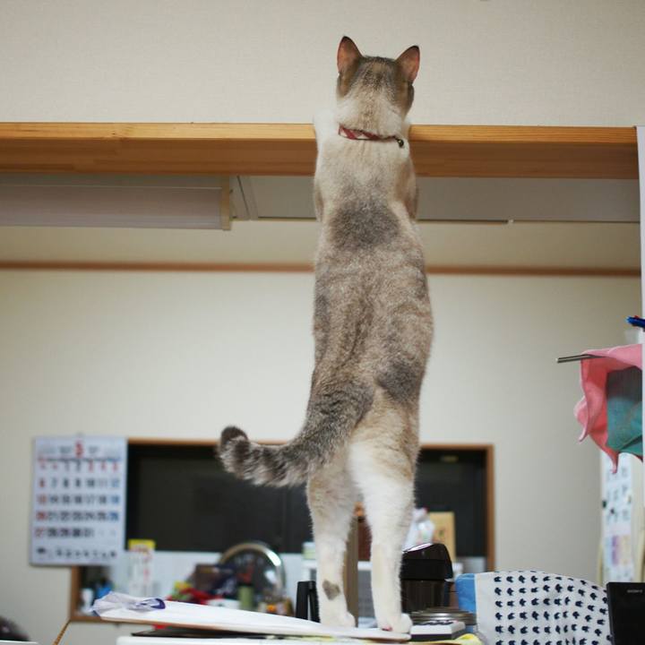 A41676fb 4a9a 476e 821d 8bc55c20fa0f 1540251123129