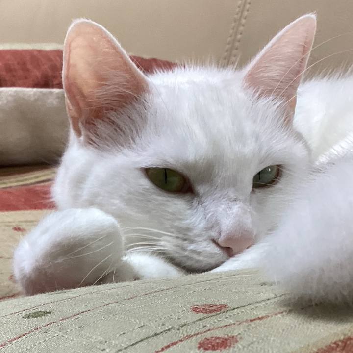 A4174c0c 88e6 4cdb 8955 ff5299b07c6f 1665879032145