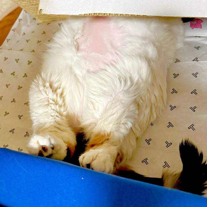 A418c152 208e 49ad 8612 4fb4f392cd86 1711016779984